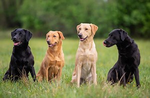 The most intriguing Labrador Retriever colors of all time - K9 Web