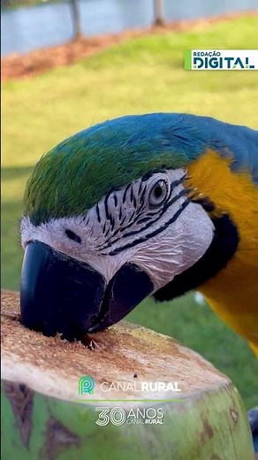 Arara-canindé é registrada bebendo água de coco